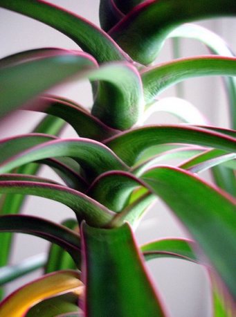 10 House  plants  to De stress your home  maryslivinggardens